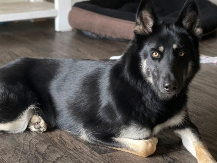 El perro perdido regresa a su casa en Florida y llama a la puerta.