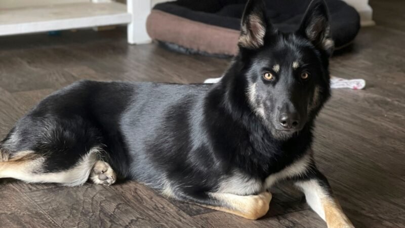 El perro perdido regresa a su casa en Florida y llama a la puerta.