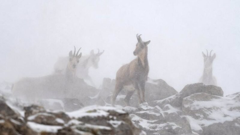 Ganador del Premio Internacional Félix de Azara 2024: Foto de Sarrios en tormenta de nieve.