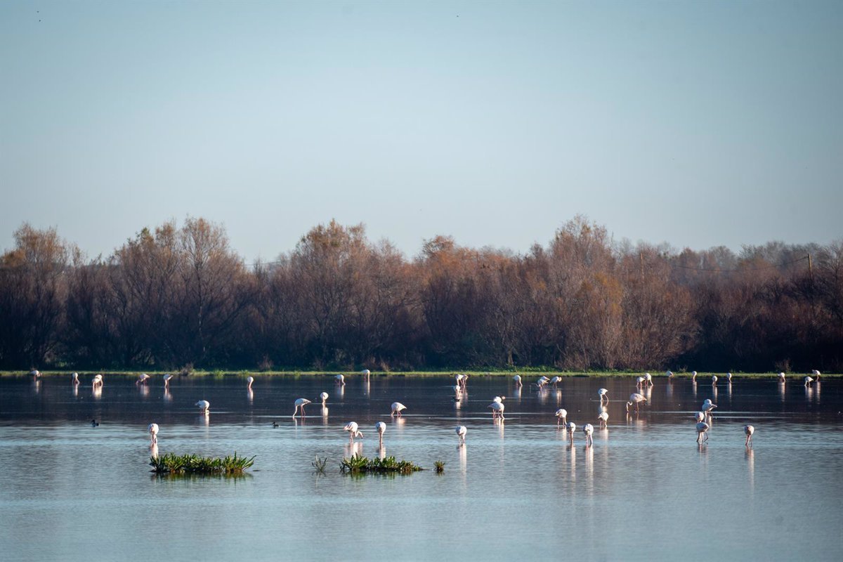 Informe sobre el Avance del Acuerdo Marco en Doñana