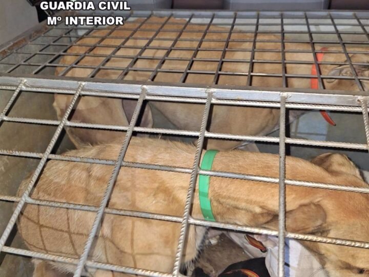 Investigadas cuatro personas por caza furtiva de galgos en Llerena