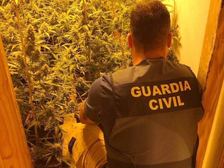 La Guardia Civil descubre invernadero con 200 plantas de marihuana en Totana