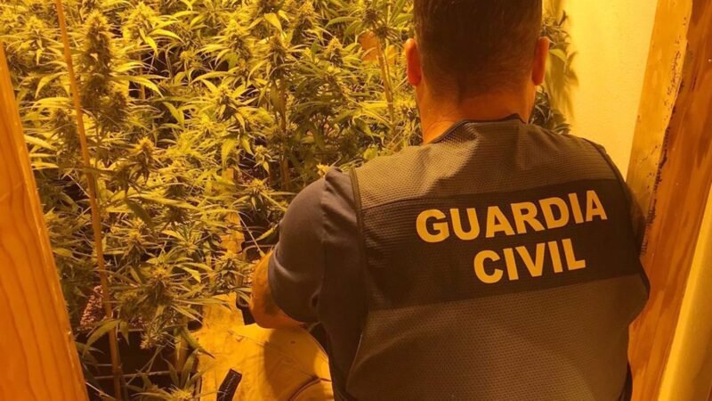 La Guardia Civil descubre invernadero con 200 plantas de marihuana en Totana