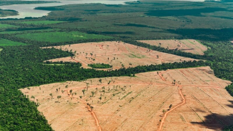 La ‘Ley Cero Deforestación de la UE’ en riesgo en Latinoamérica