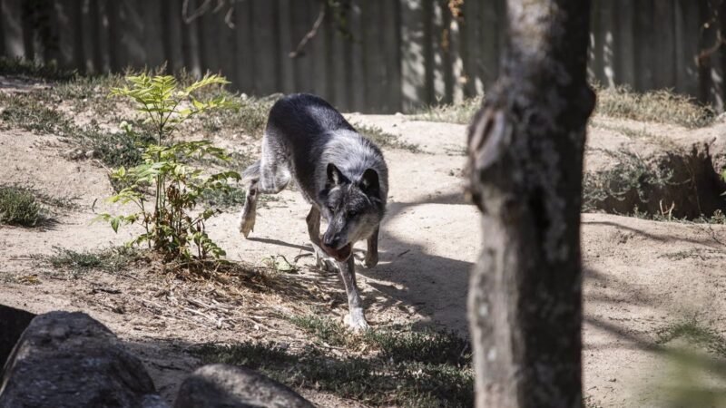 La UE reduce protección internacional del lobo antes de cambiar normativa comunitaria