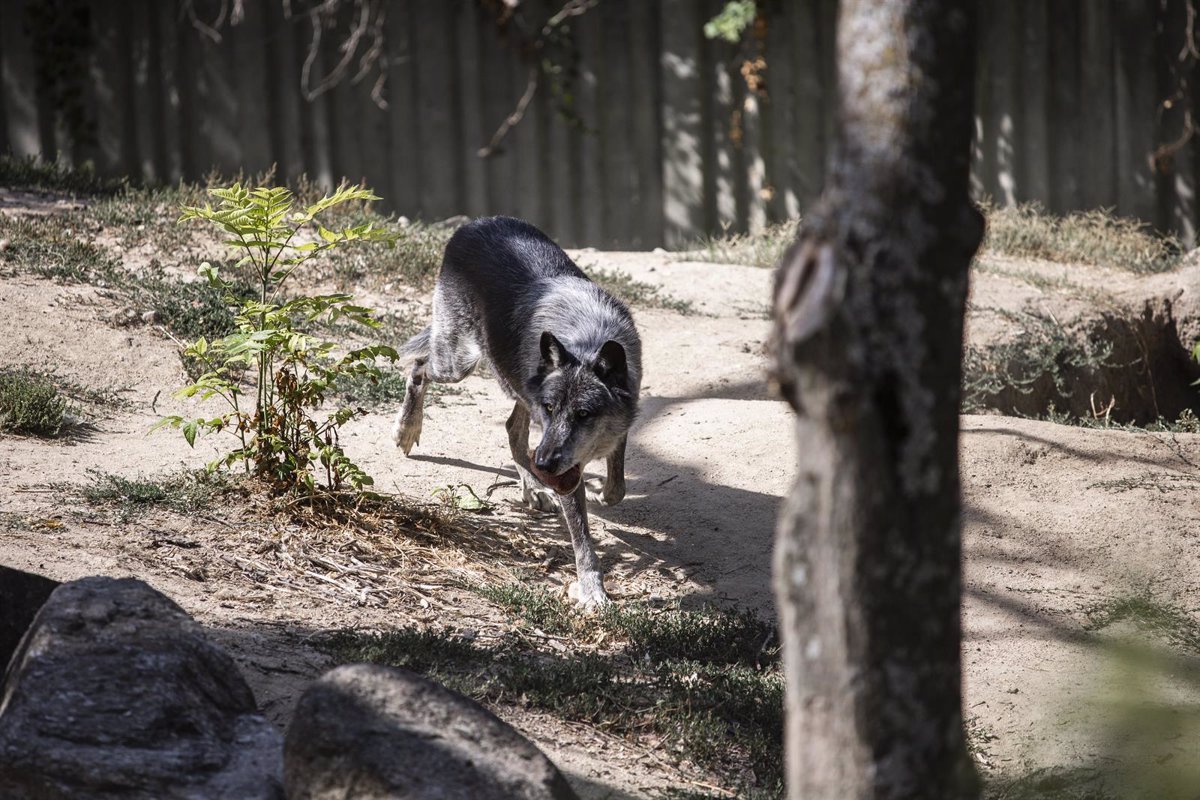 La UE reduce protección internacional del lobo antes de cambiar normativa comunitaria