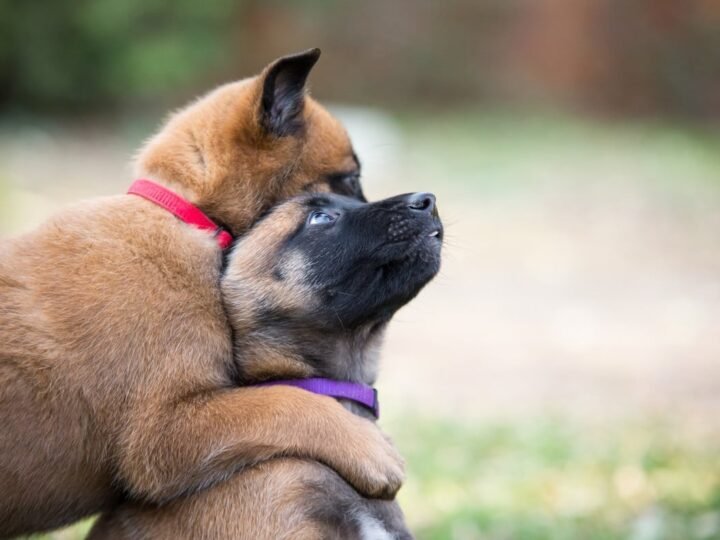 La raza de perro más abandonada por los franceses