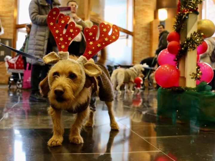 Más de 60 mascotas en I Fashion Pet Christmas en el Auditorio