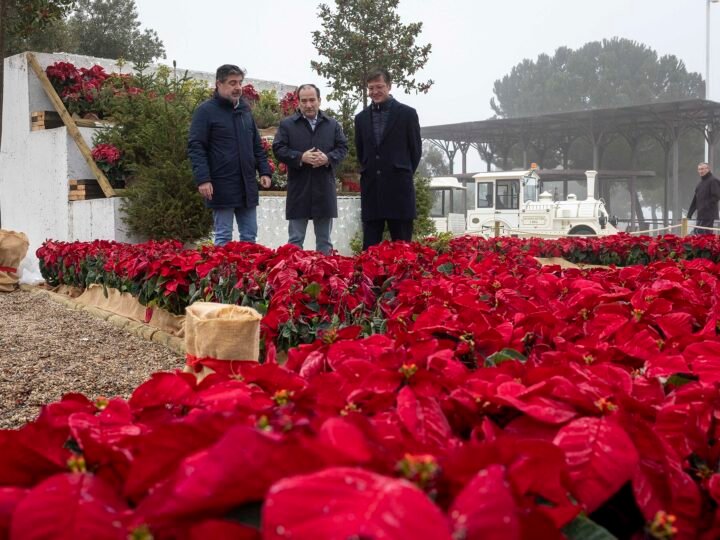 Navidad en el Parque Juan Carlos I: tren eléctrico y jardín efímero con 2.200 flores.