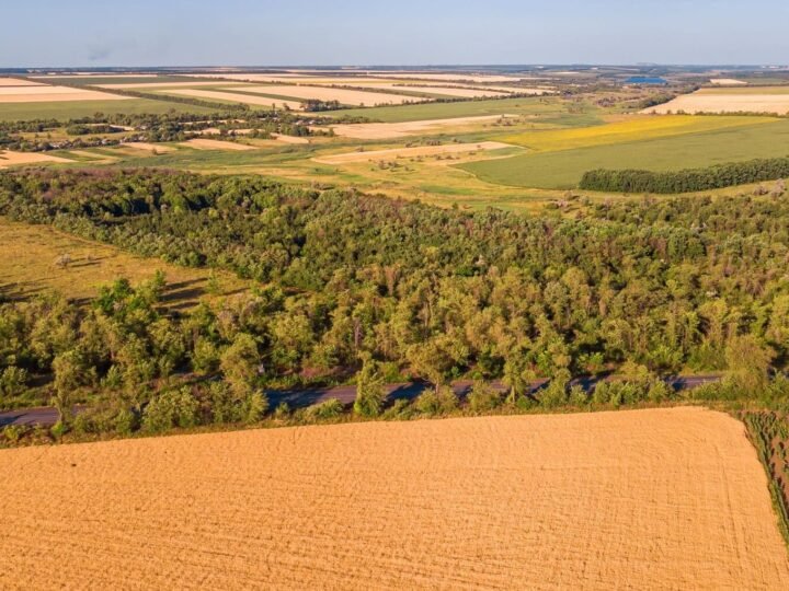 Productores de soja contrarios a medidas de la UE contra deforestación.