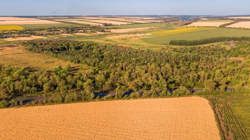 Productores de soja contrarios a medidas de la UE contra deforestación.