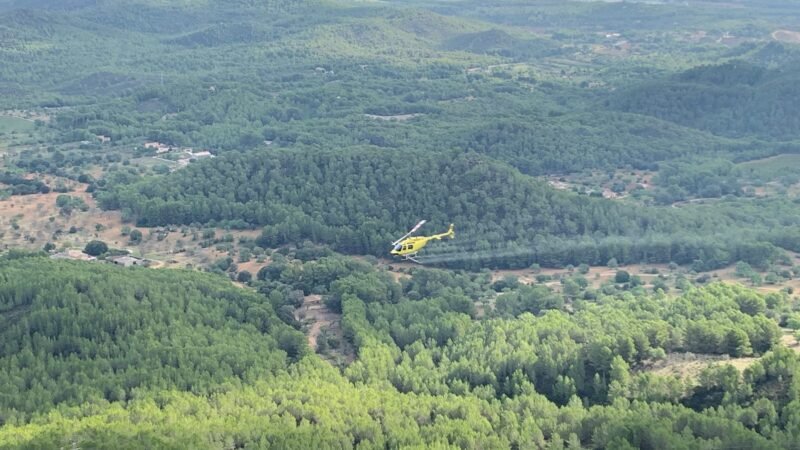 Tratamiento aéreo exitoso contra la procesionaria del pino en las Pitiusas.