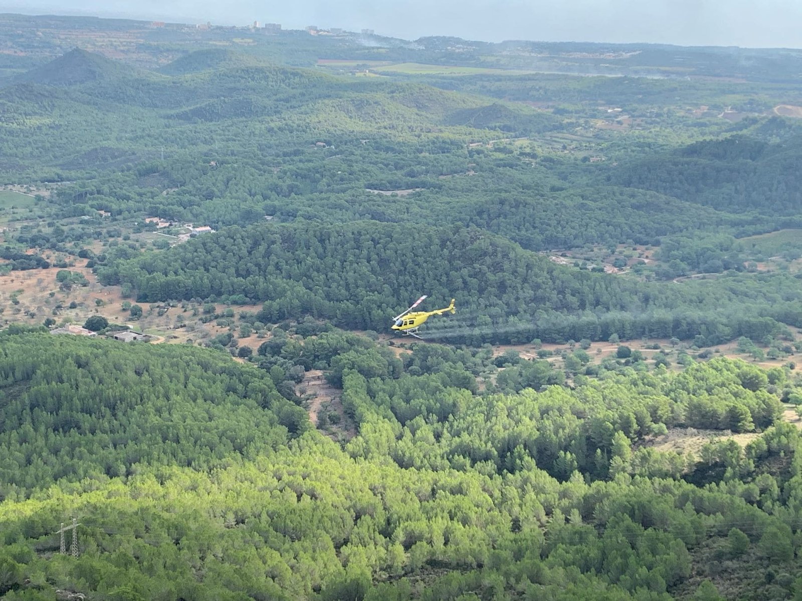 Tratamiento aéreo exitoso contra la procesionaria del pino en las Pitiusas.