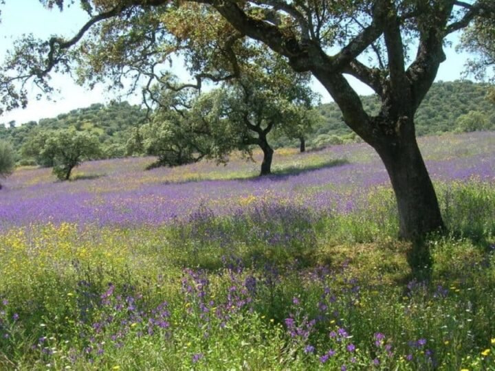 una maravilla natural