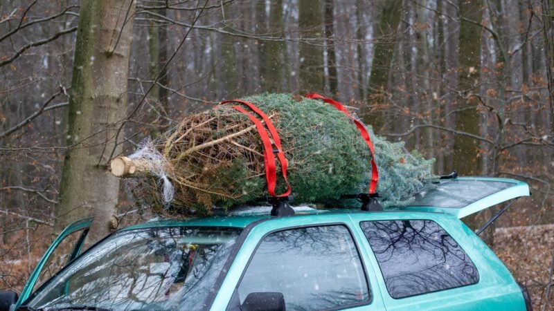 ¿Puedes poner tu árbol de Navidad en el bosque?