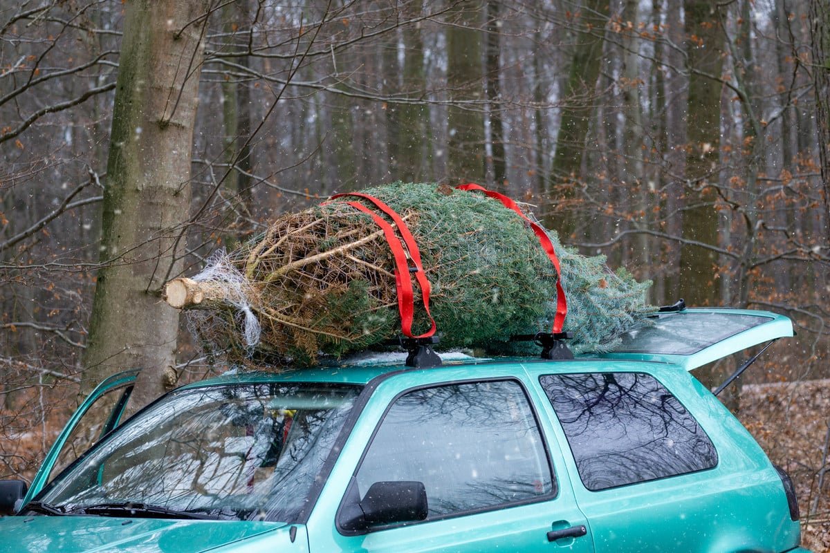 ¿Puedes poner tu árbol de Navidad en el bosque?