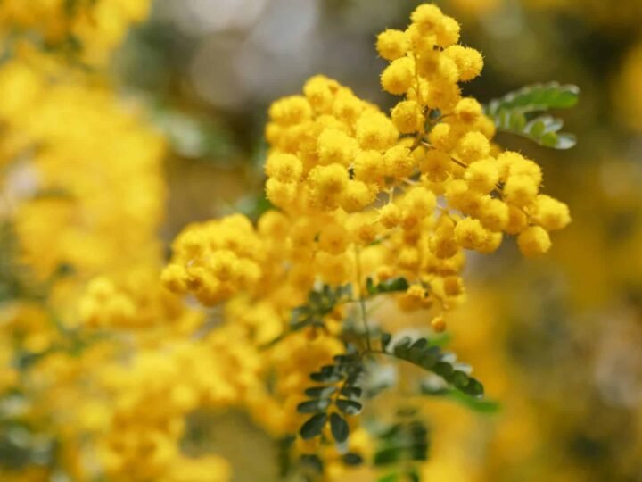 ¿Cómo hacer florecer tu mimosa rápidamente?