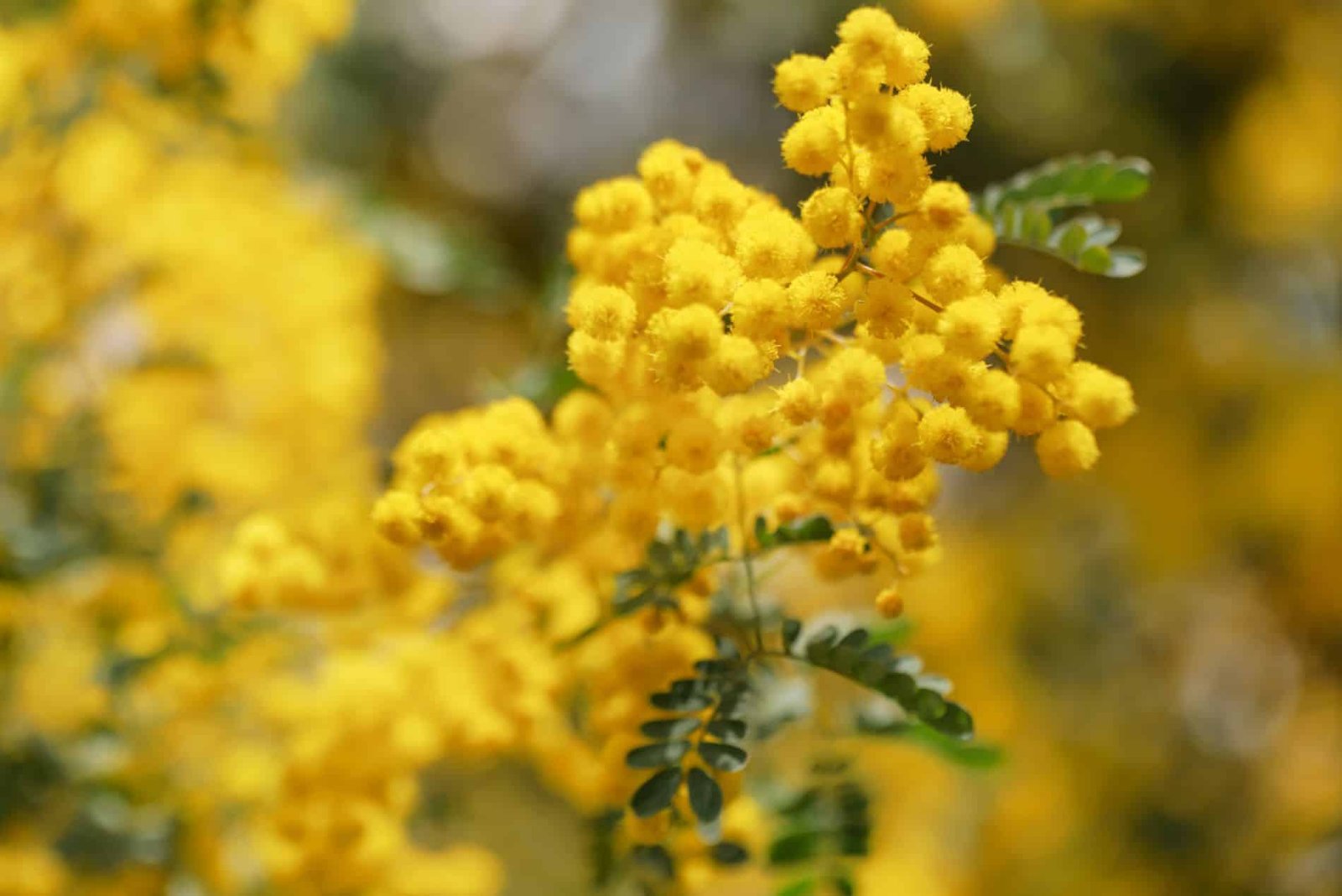 ¿Cómo hacer florecer tu mimosa rápidamente?