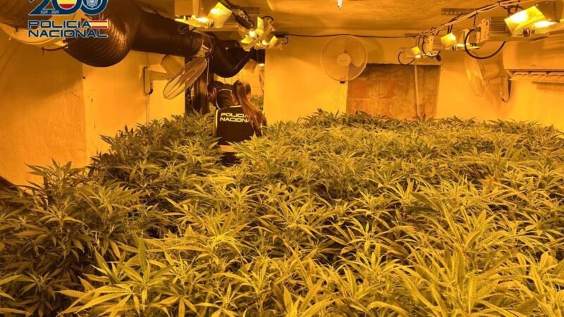 Desarticulan plantaciones de marihuana en Cartagena y detienen a 6 personas