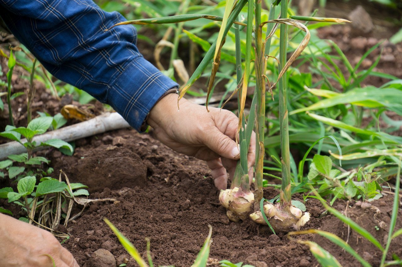 Cultiva jengibre silvestre para un lecho sombreado.