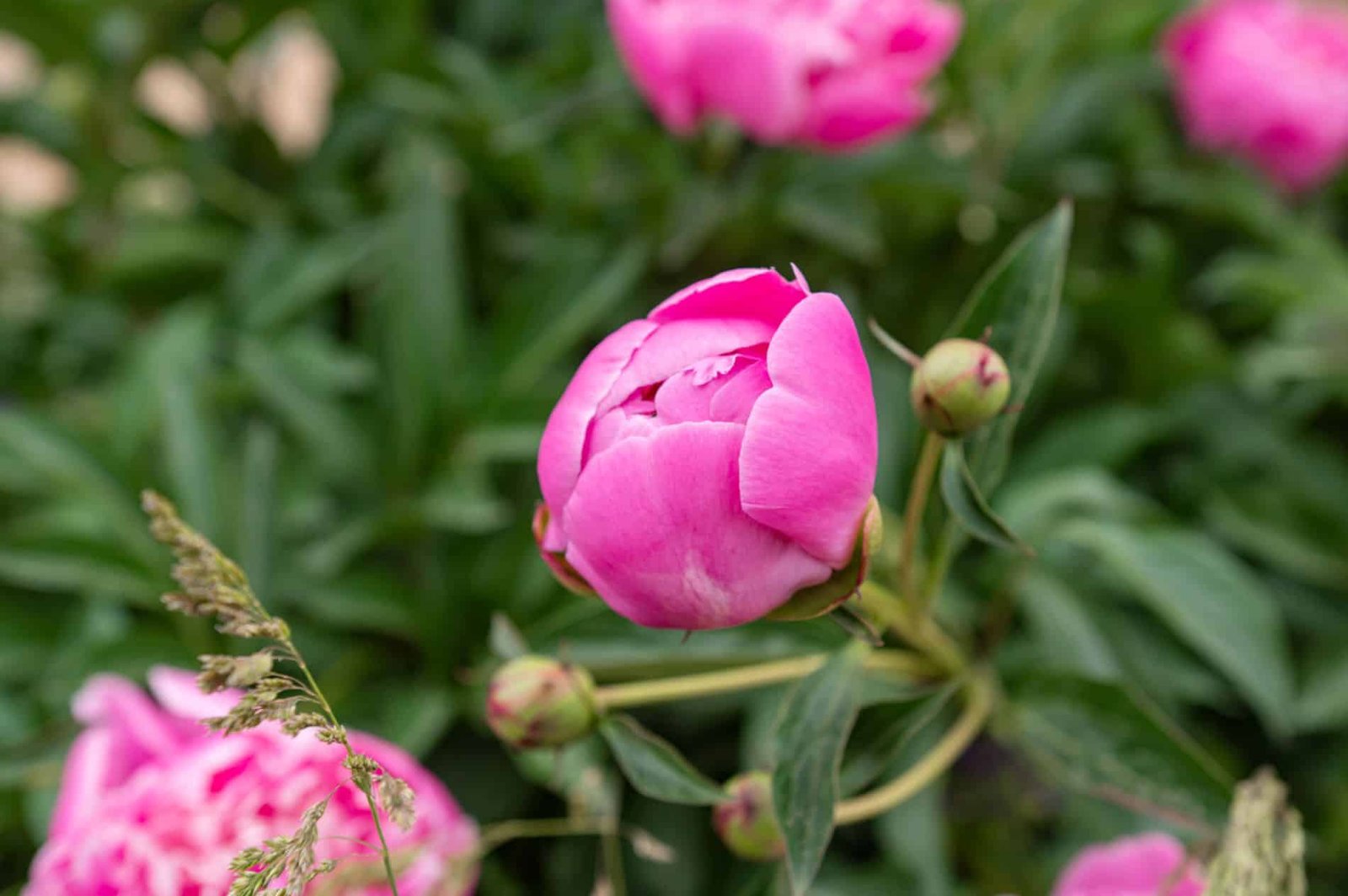 Prepara tus peonías para una primavera vibrante.