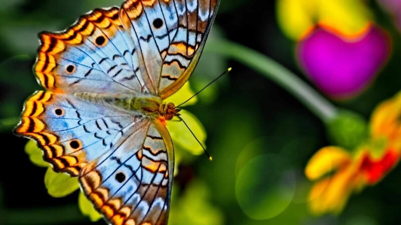 ¿De qué forma las mariposas ven el mundo?