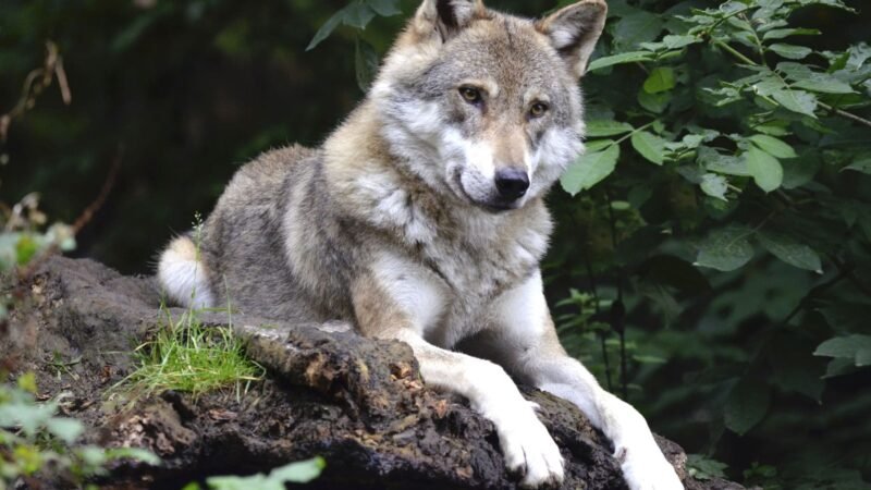 2 lobos «ahorcados» en la «Senda del Arcediano» en Ponga, Asturias