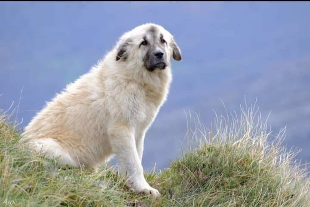 Absuelven a ‘tiktoker’ que rescató un perro en Asón