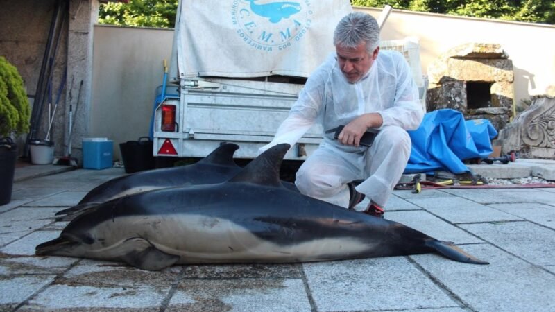 Aumentan los animales varados en Galicia en 2024, con récord histórico