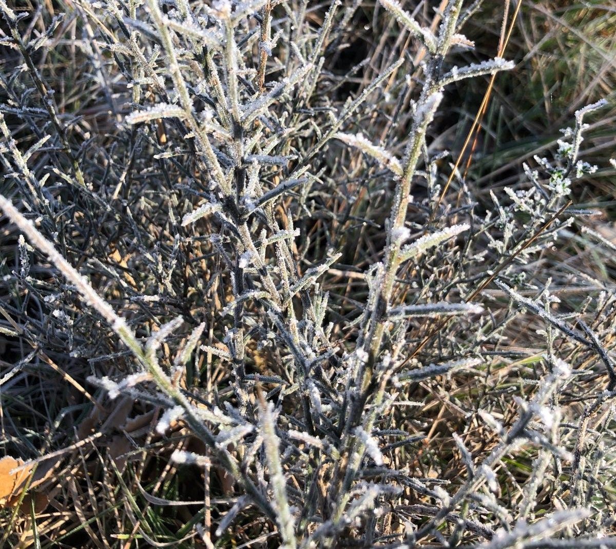 Aviso amarillo en Navarra por temperaturas de -6 grados el domingo