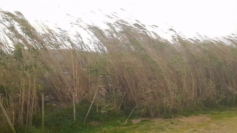 Aviso amarillo por viento fuerte este domingo y lunes