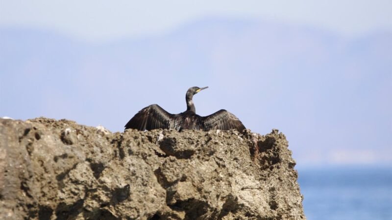 Censo ambiental de aves invernantes cerca de Base Aérea de San Javier supera las 7.700