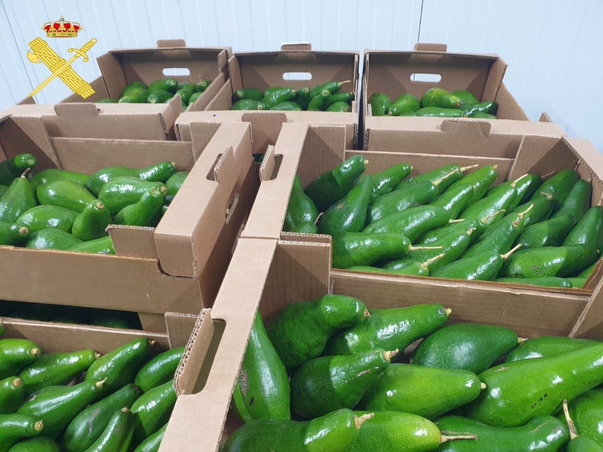 Decomisan 350 kilos de aguacates ilegales en Tenerife