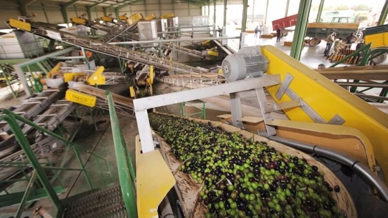 Descenso del precio del aceite de oliva virgen extra en 2025