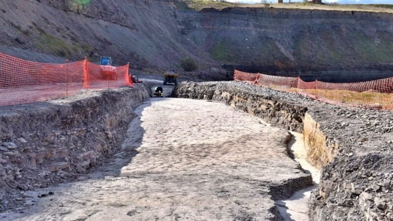 Descubren arañas, escorpiones y peces en excavaciones de Puertollano Carbonífero hace 300 millones de años