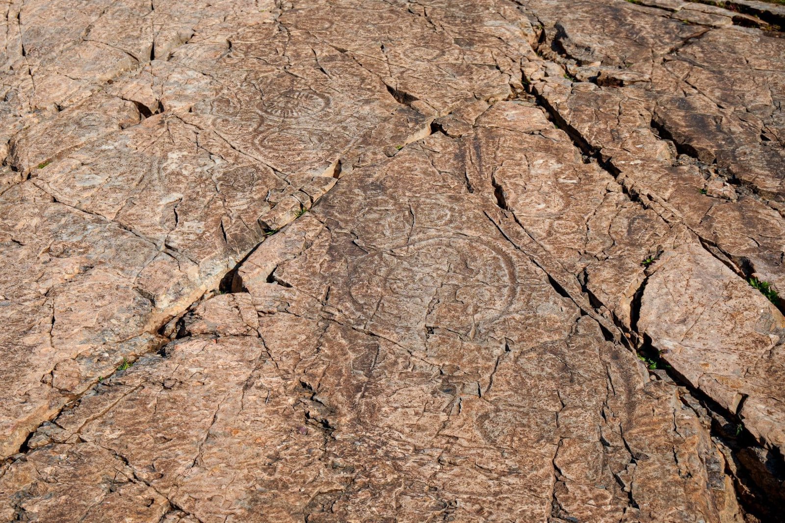 «Descubrimiento paleontológico en Parque Natural de Sierra Morena» de impacto global