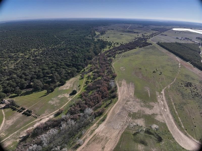 Drones para restaurar el arroyo El Partido en Doñana