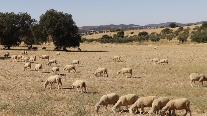 Extremadura ve beneficios en estrategia nacional contra fiebre ovina