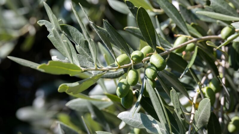 Guía práctica para cubiertas vegetales en olivares.