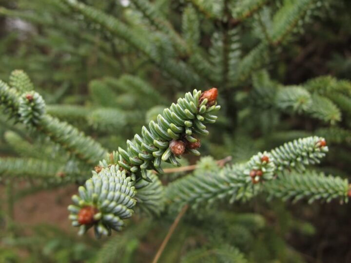 Jóvenes cordobeses conservan el pinsapo en Sierra de Líjar