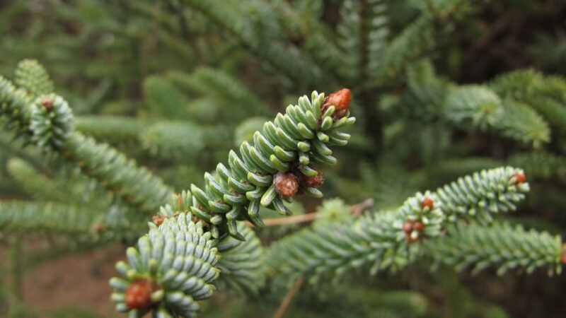 Jóvenes cordobeses conservan el pinsapo en Sierra de Líjar