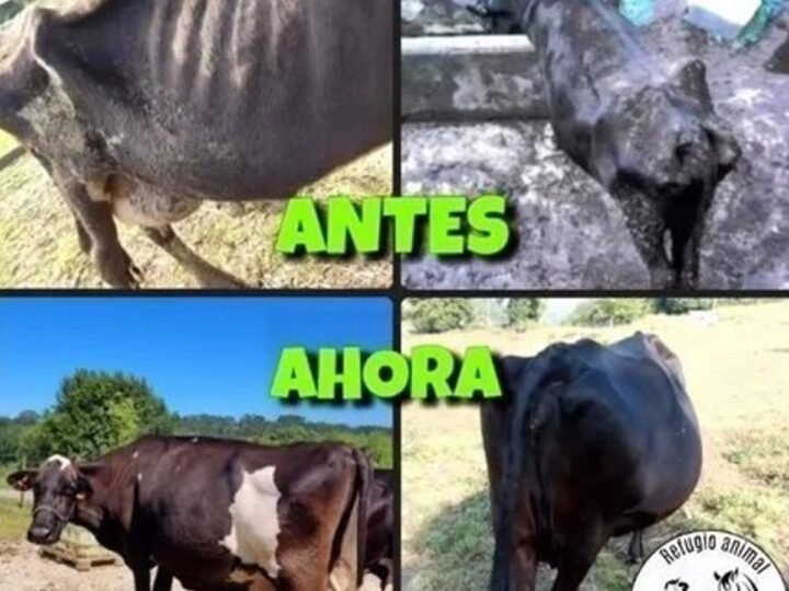 La ganadería cántabra se opone a devolución de vacas «maltratadas»