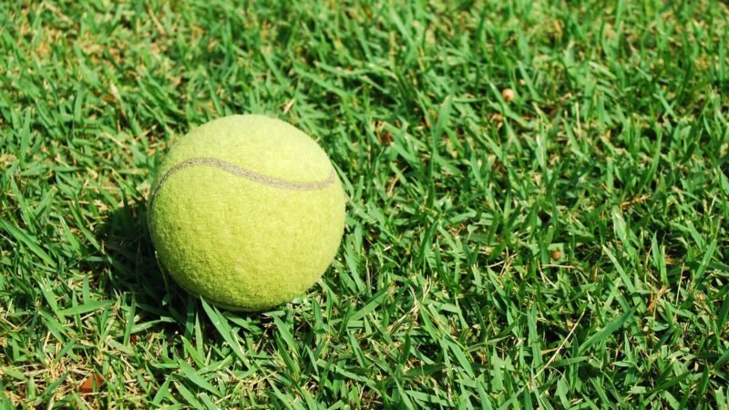 La supervivencia de pájaros y erizos en invierno depende de una pelota de tenis.