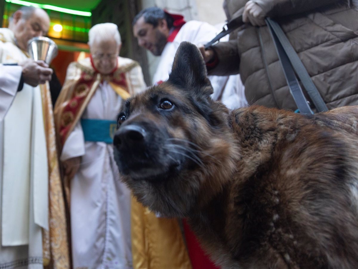 Las mascotas reciben bendiciones de San Antón con el padre Ángel: «Son de la familia»