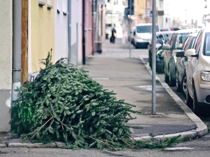 Multa por abandonar árbol: riesgos a considerar