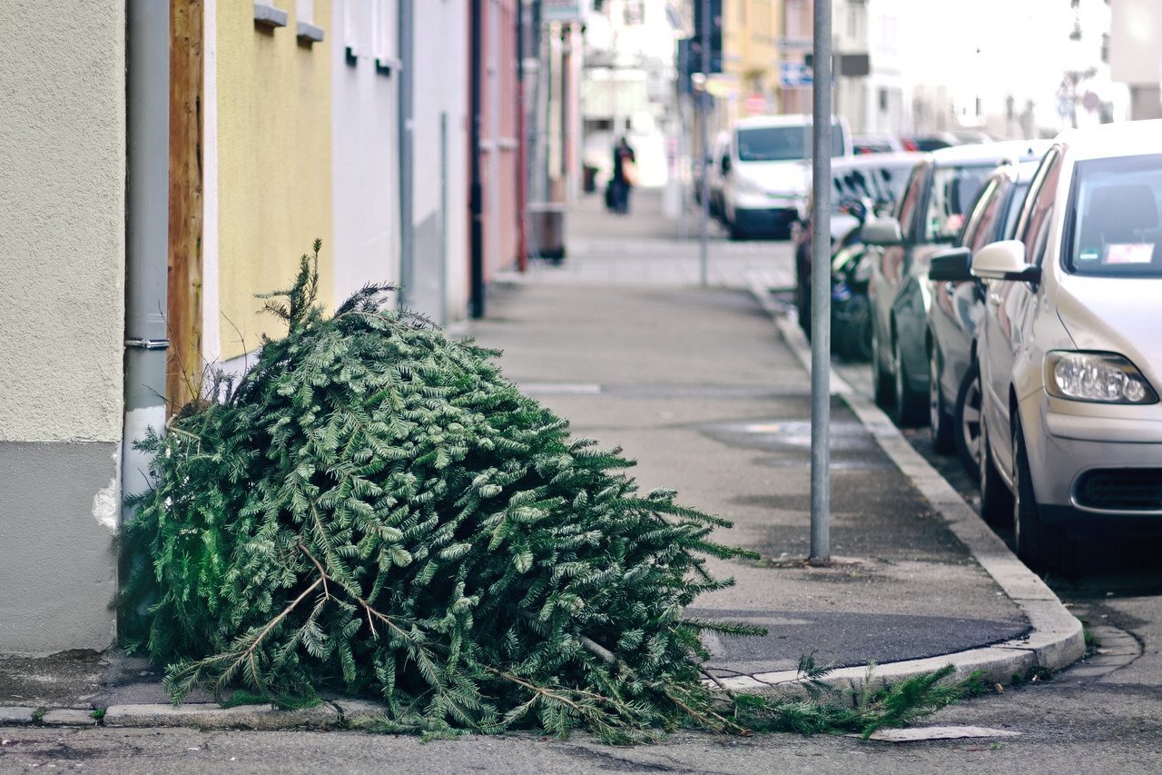 Multa por abandonar árbol: riesgos a considerar