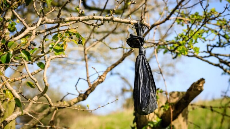 Peligro oculto en las bolsas negras en los árboles