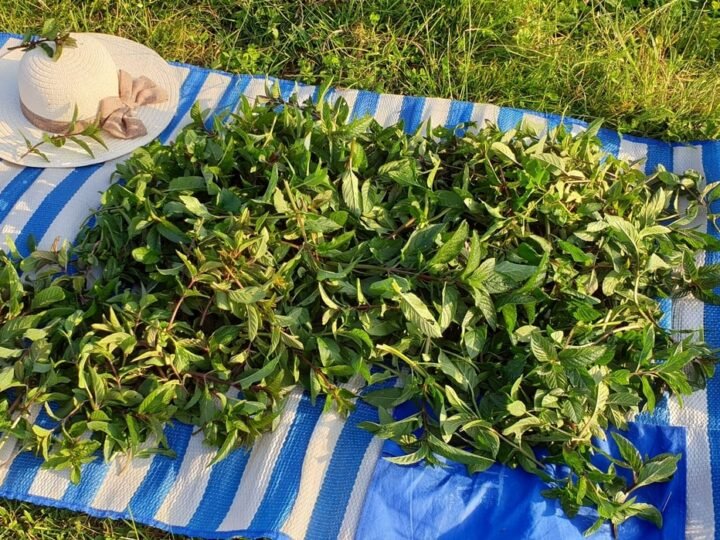 Plantas medicinales para curar enfermedades.