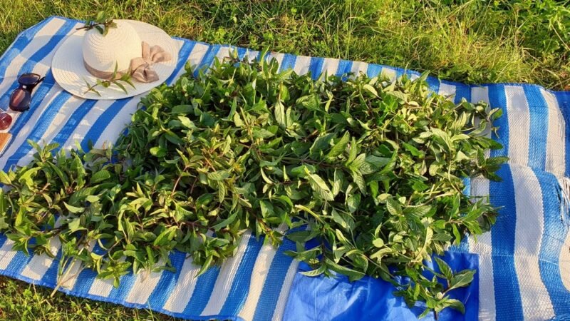 Plantas medicinales para curar enfermedades.