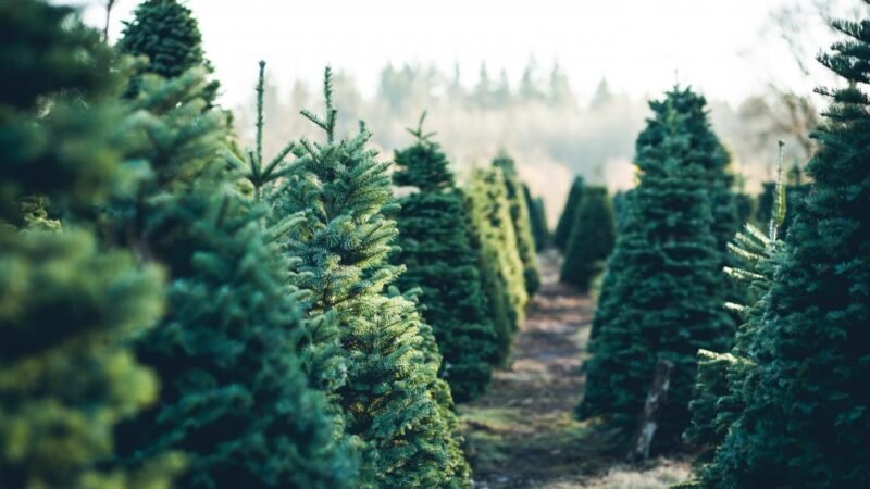 Prohibición de replantar árboles de Navidad en la montaña: recordatorio de la Comunidad de Madrid